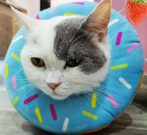 Coleira de proteção para pet - Piguer Pet™